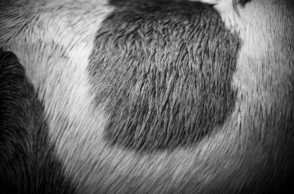 Macro photograph of animal fur showing circular pattern in black and white.