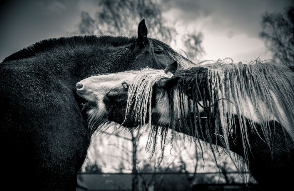 Dramatic black and white portrait of a horse with windswept mane against moody sky.