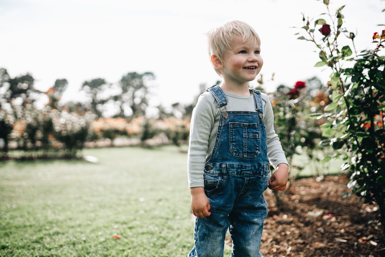 Toddler wearing denim overalls smiling in a garden with blooming roses in Melbourne State Rose Garden taken by family photographer.