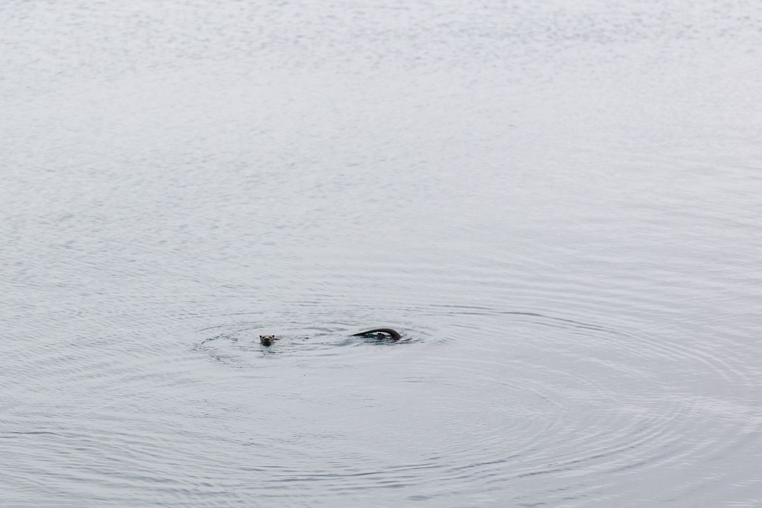 Small black object creating ripples in calm gray water surface.