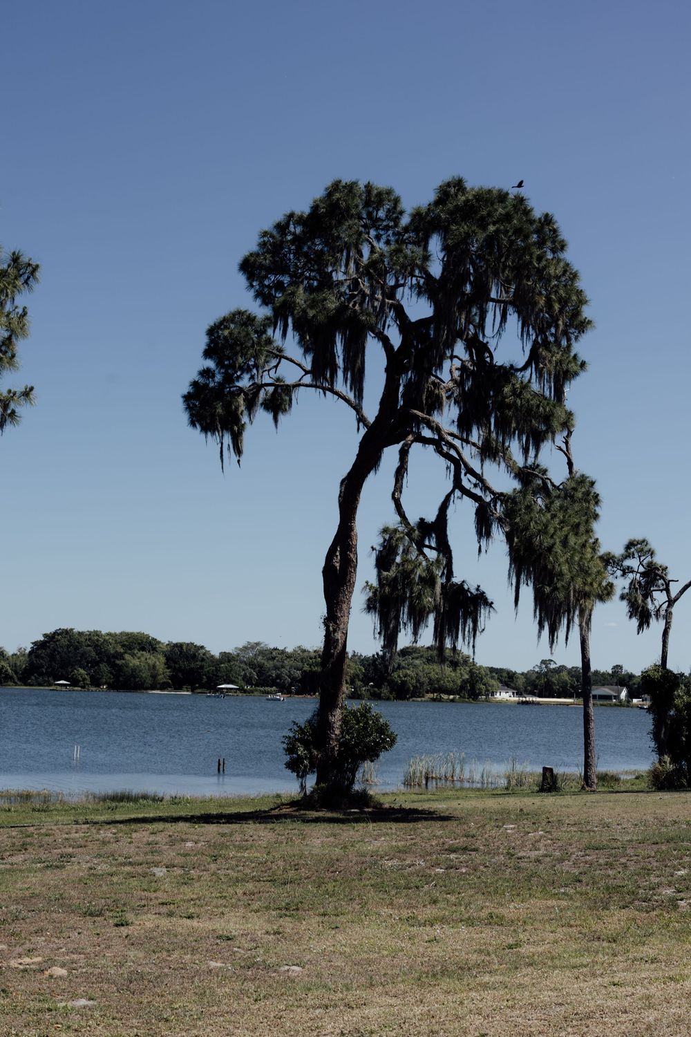 Scenic waterfront landscape with Spanish moss draped oak trees along the shoreline.