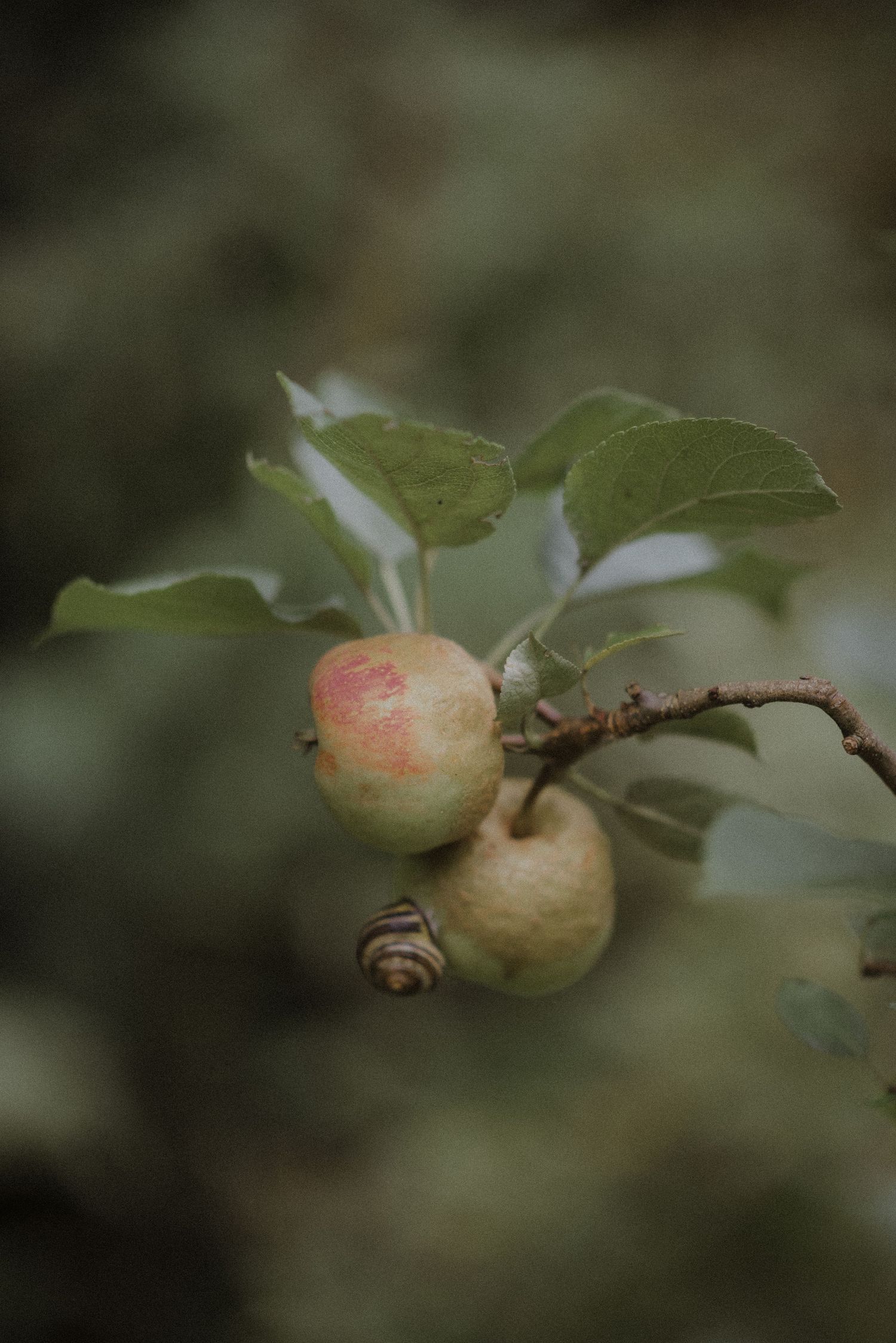Close-up of ripening apples on branches with soft natural bokeh background.