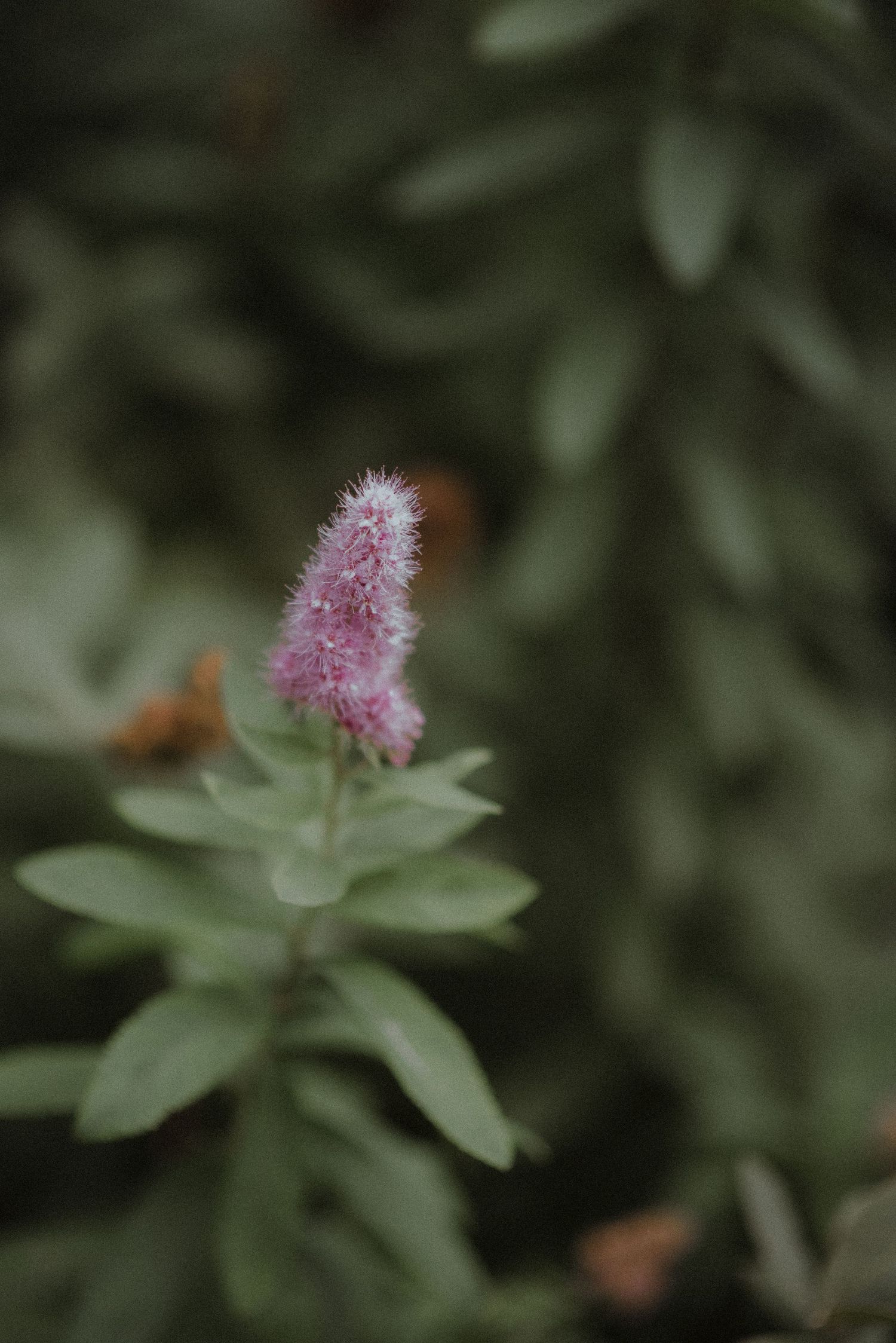 Pink wildflowers with delicate petals blooming against blurred green foliage.