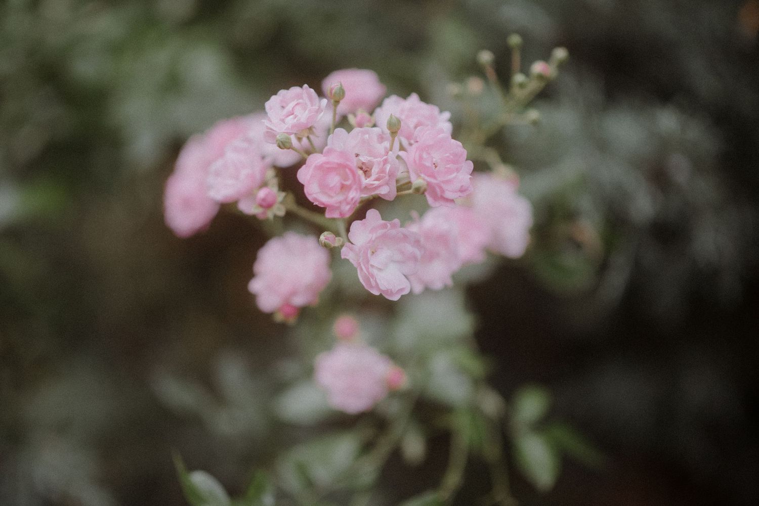 Delicate pink roses blooming in soft focus with a dark background.