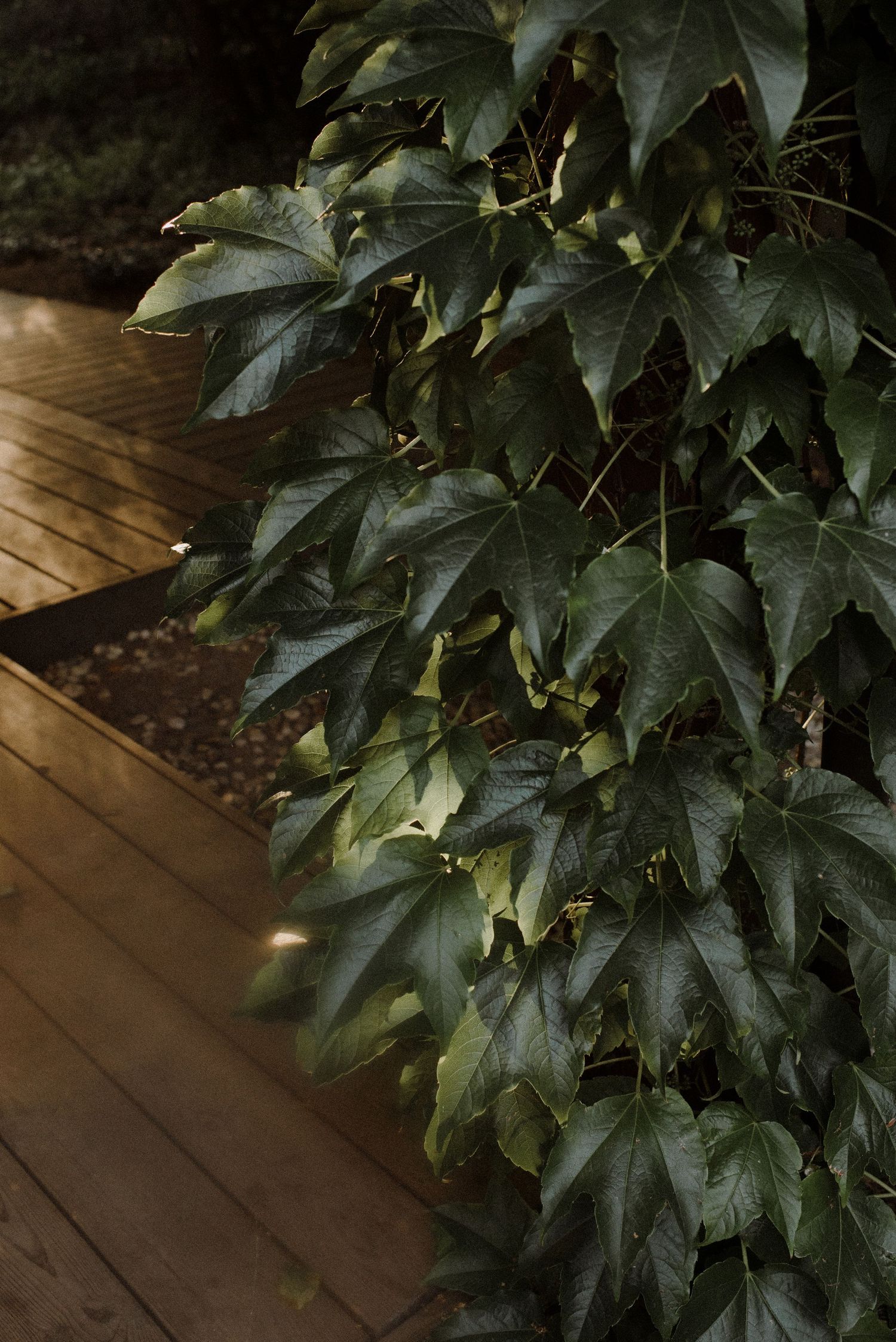 Close-up view of dark green maple leaves on wooden deck boards in natural lighting.