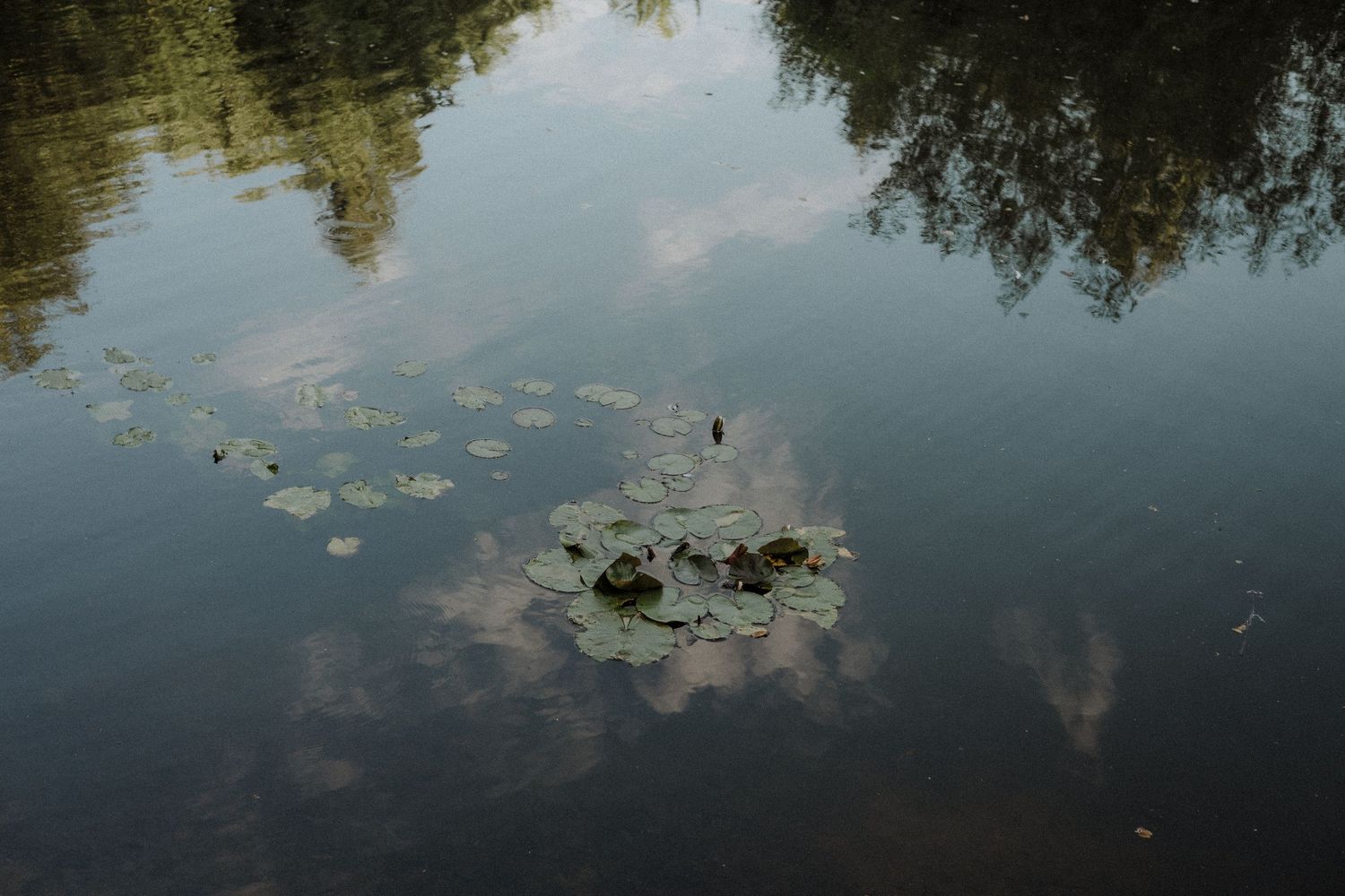 Tranquil pond surface reflecting trees and sky with scattered lily pads.