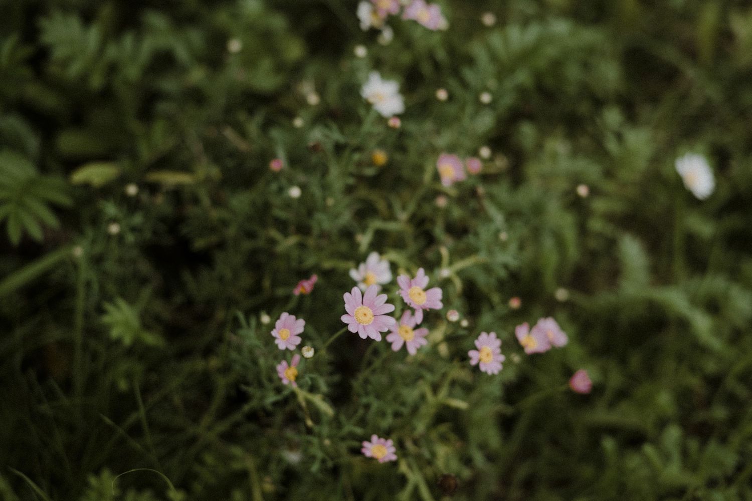 Delicate pink wildflowers bloom among green foliage creating a romantic garden backdrop.