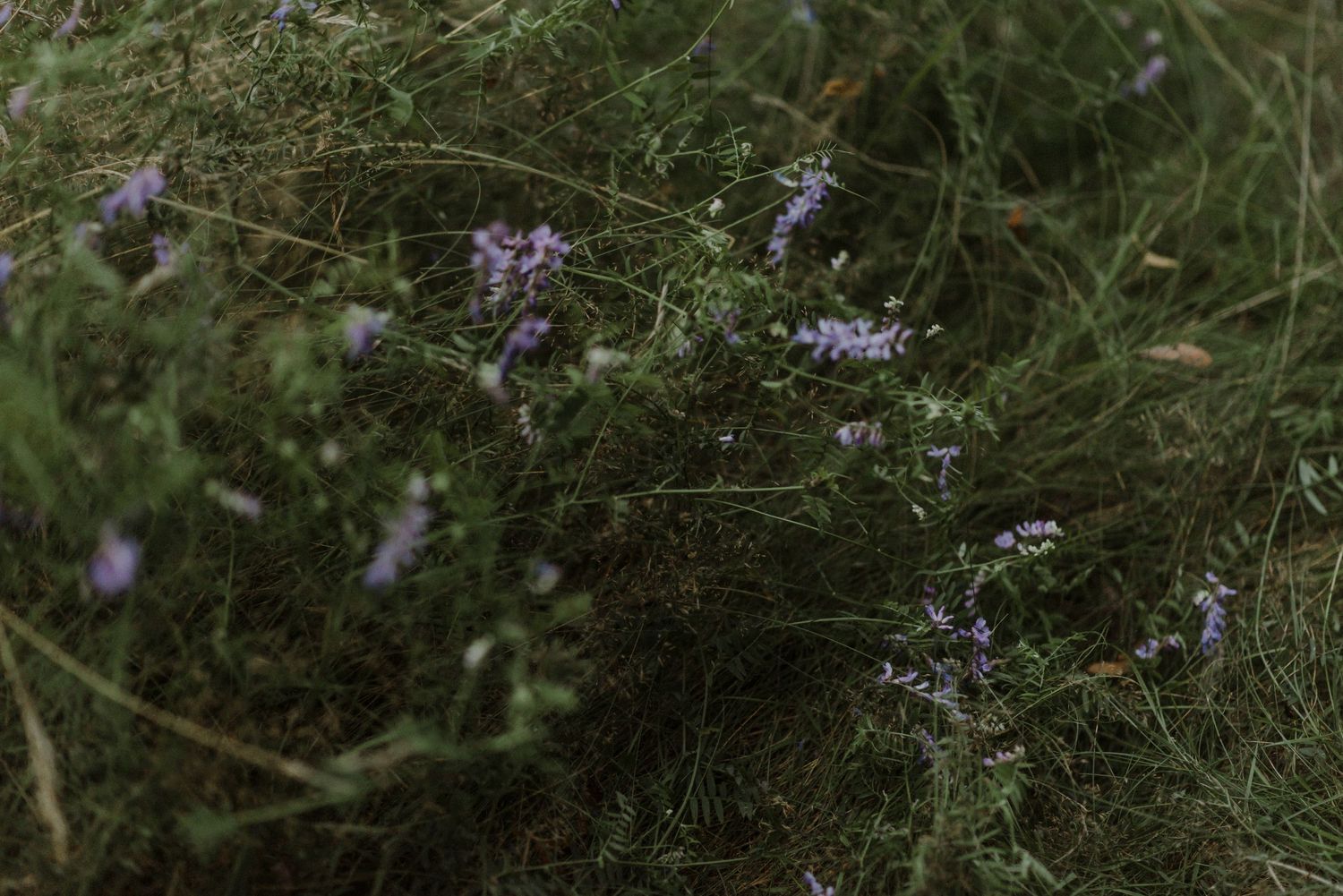 Delicate purple wildflowers bloom among green foliage in a natural garden setting.