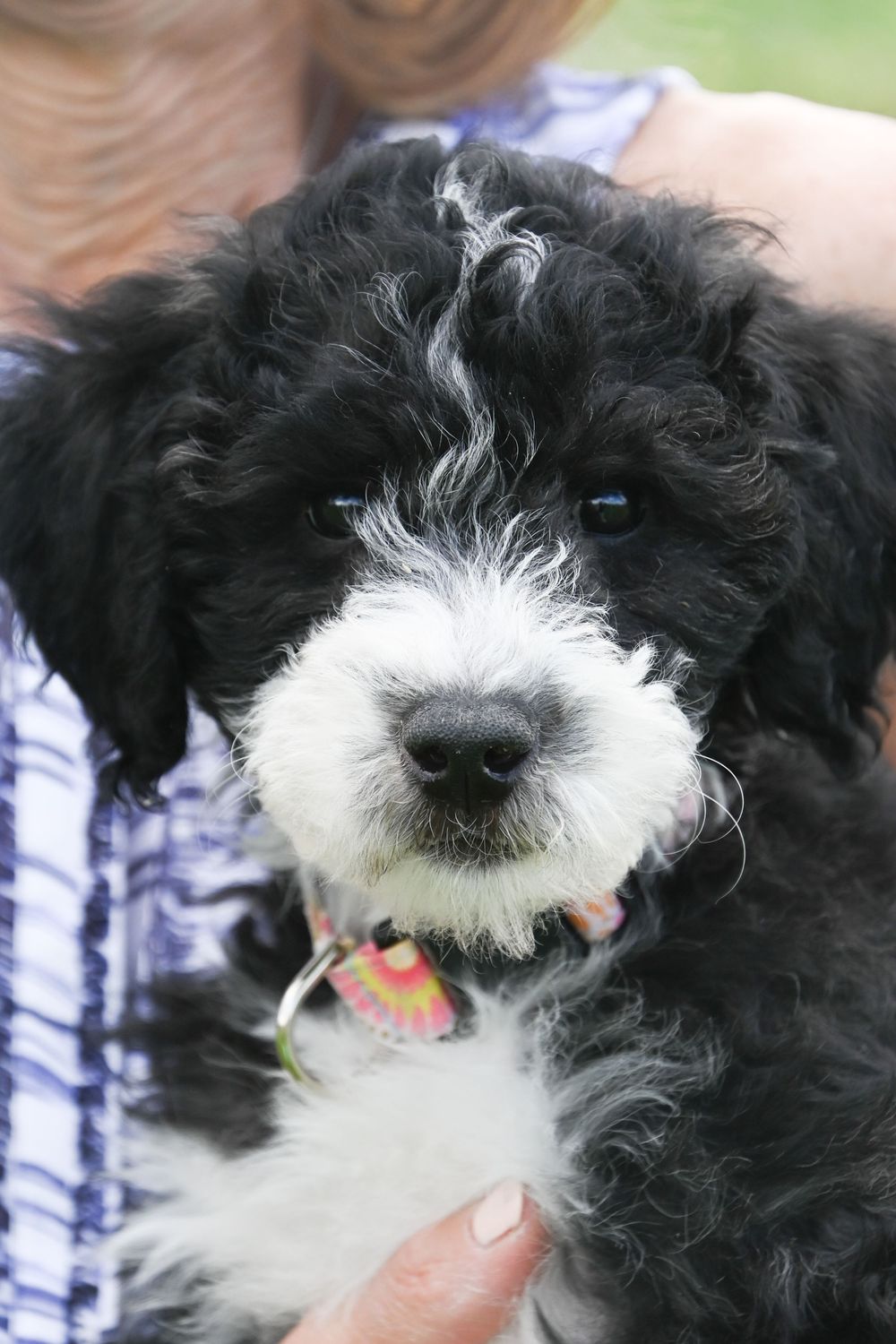 A close-up shot of a small black and white dog's face with a white muzzle and adorable expression.