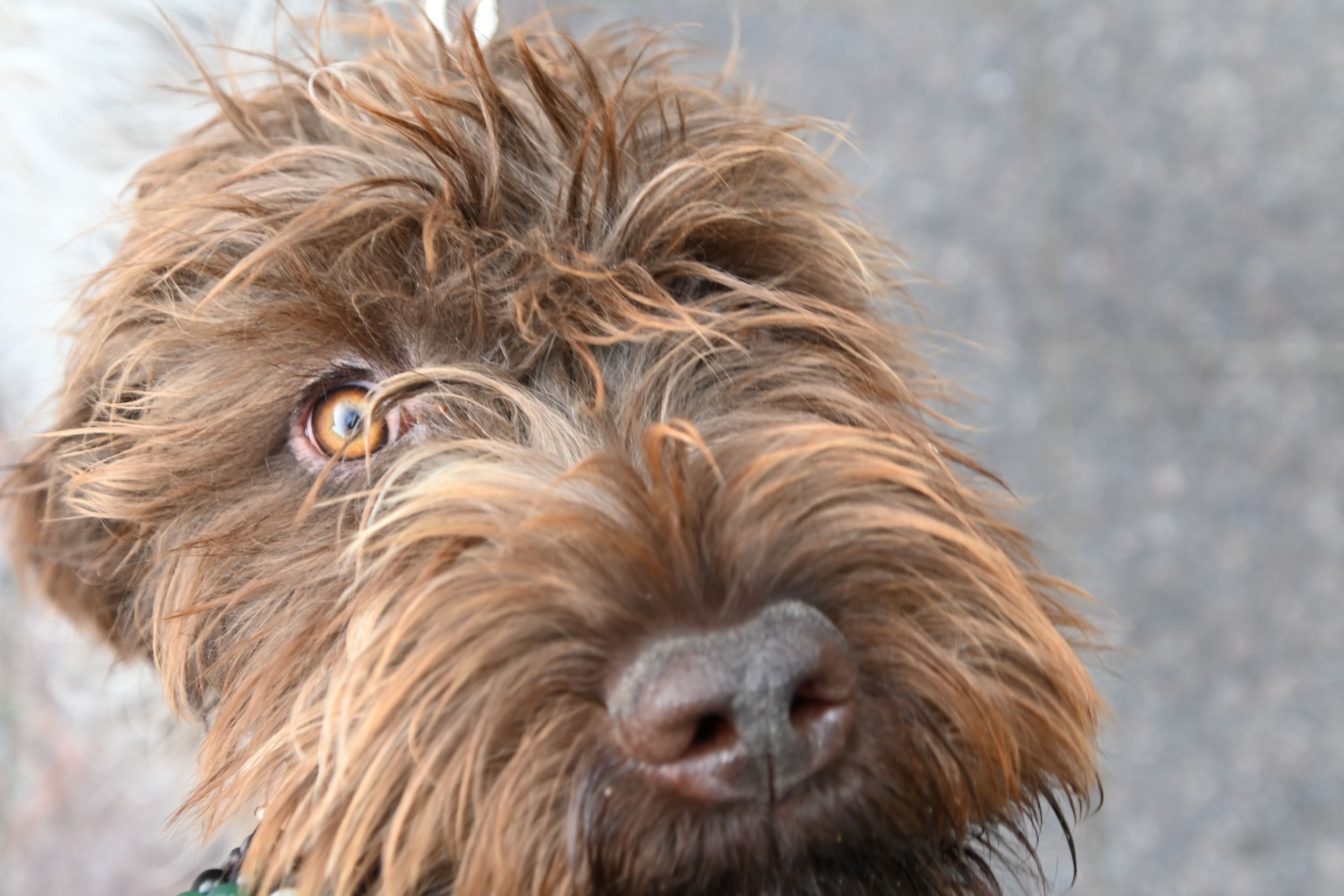 Close up portrait of shaggy brown dog with scruffy fur and golden eyes looking directly at camera.
