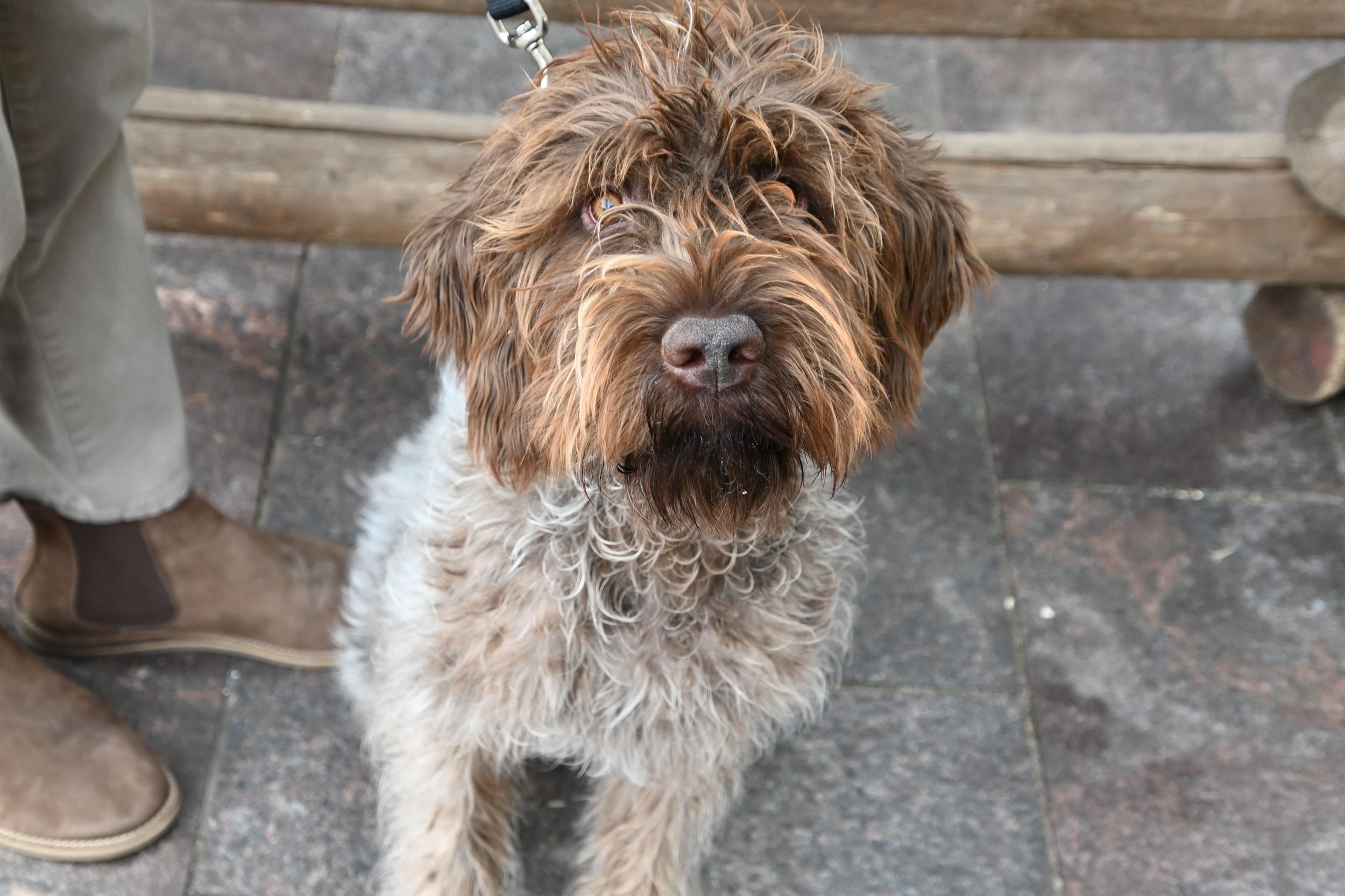 A close-up of a scruffy brown and white Italian Spinone dog with a shaggy coat and distinctive wet nose.