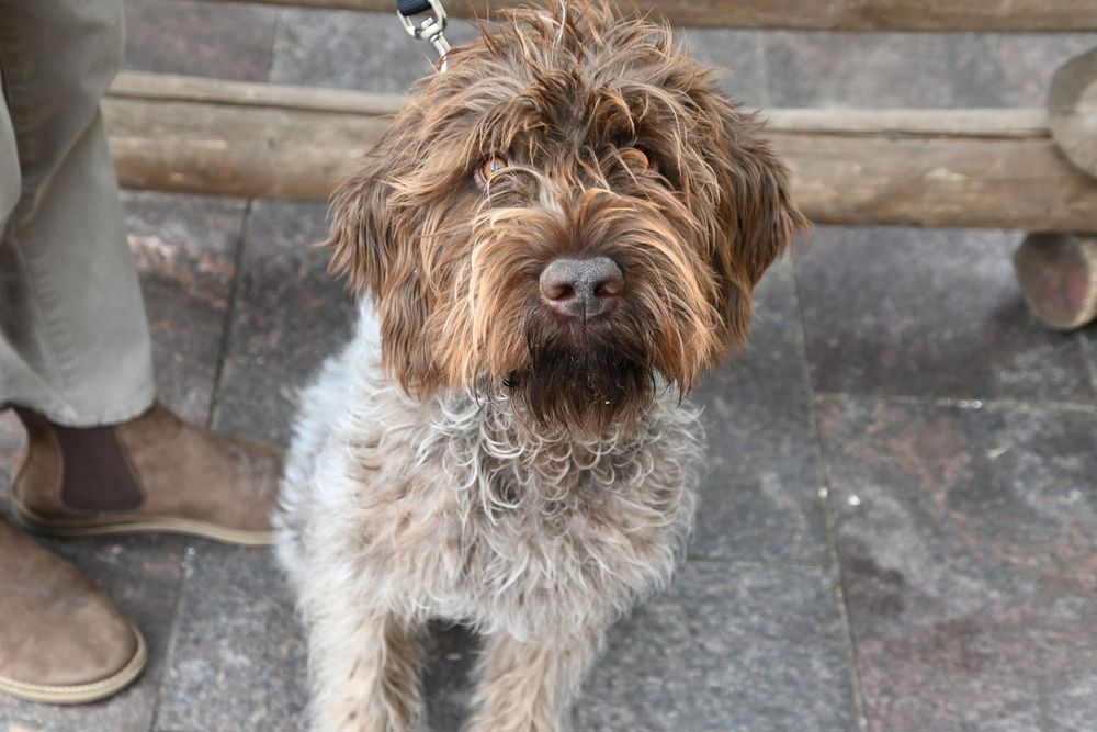 A close-up of a scruffy brown and white Italian Spinone dog with a shaggy coat and distinctive wet nose.