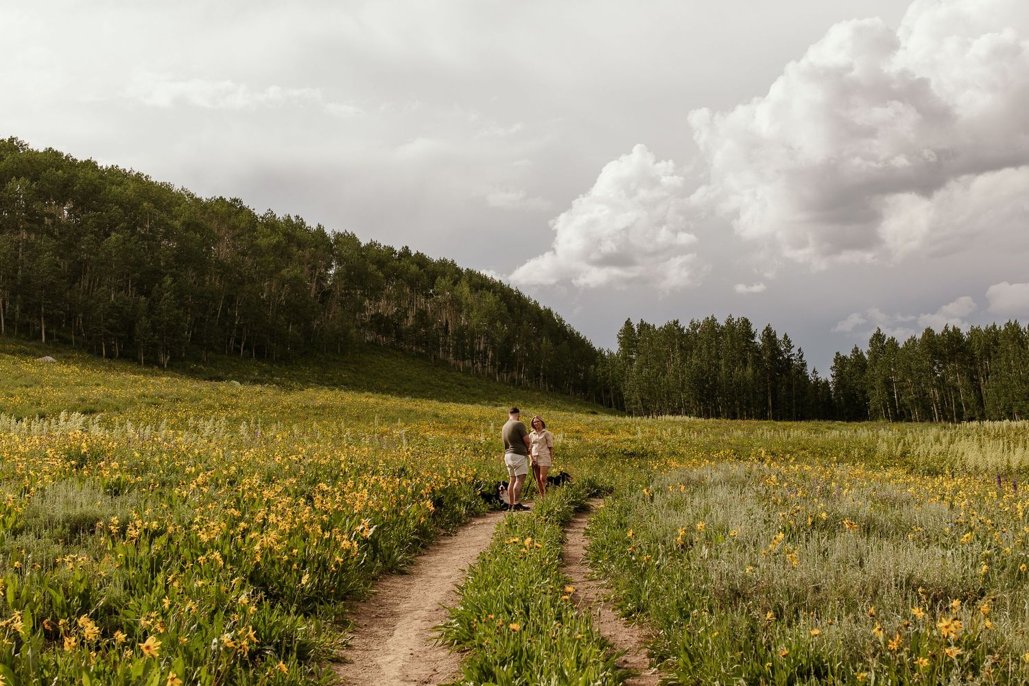 A dirt trail winds through a wildflower meadow with mountains and forest in the distance under dramatic cloudy skies.