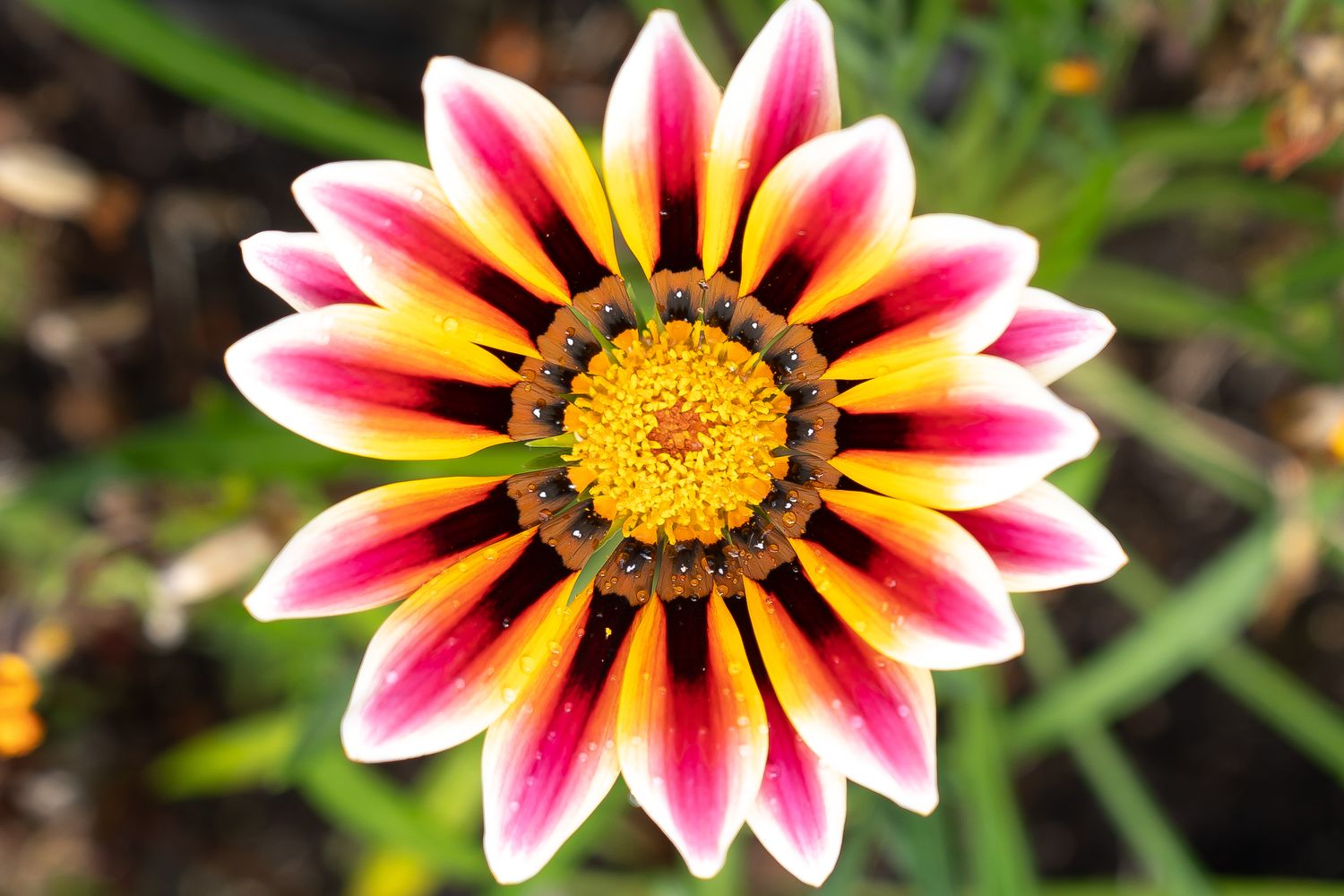 Vibrant gazania flower with pink, yellow and white striped petals blooming in a garden setting.