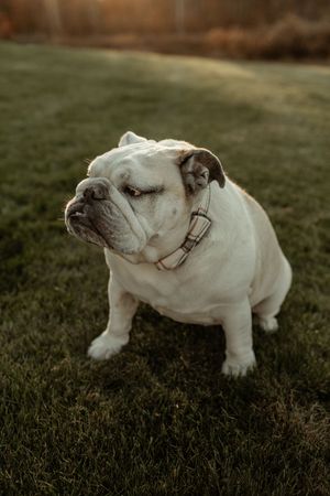 A white bulldog wearing glasses rolls playfully on green grass in a sequence of movements.