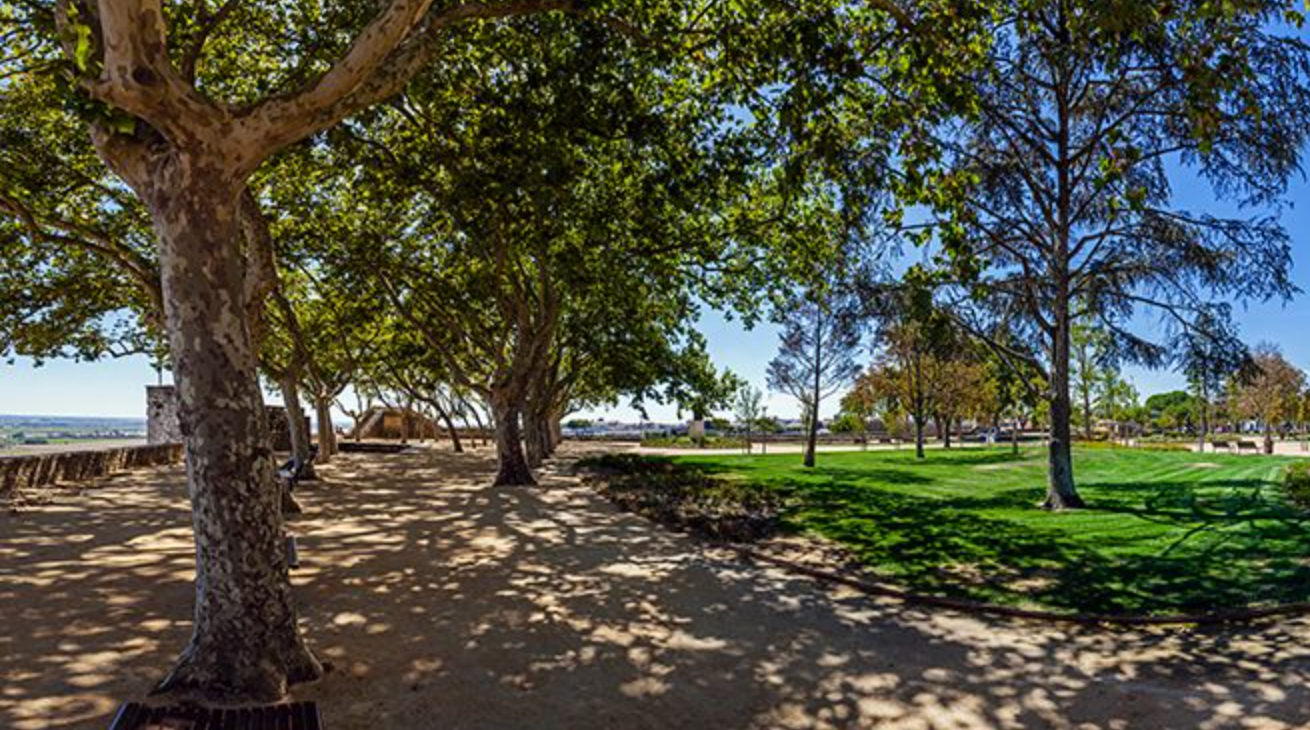 Panoramic view of park landscape with large trees creating natural shade canopy.