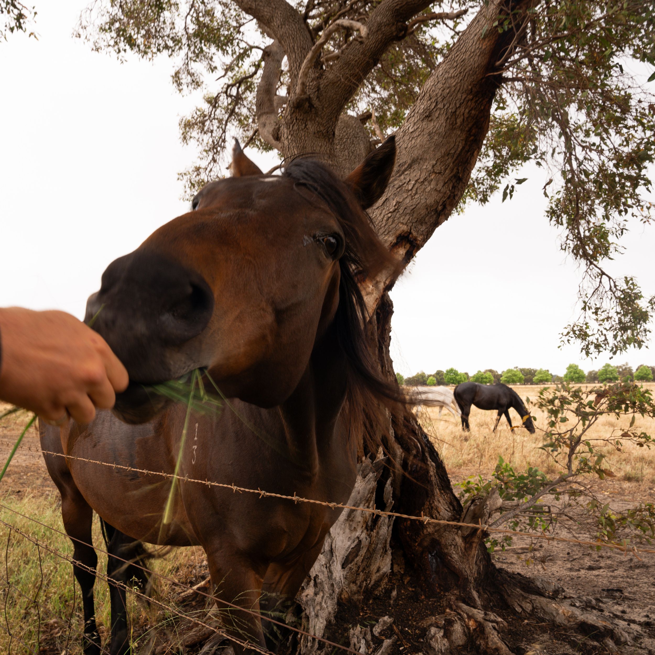 Close-up of horse eating grass with another horse visible in background.