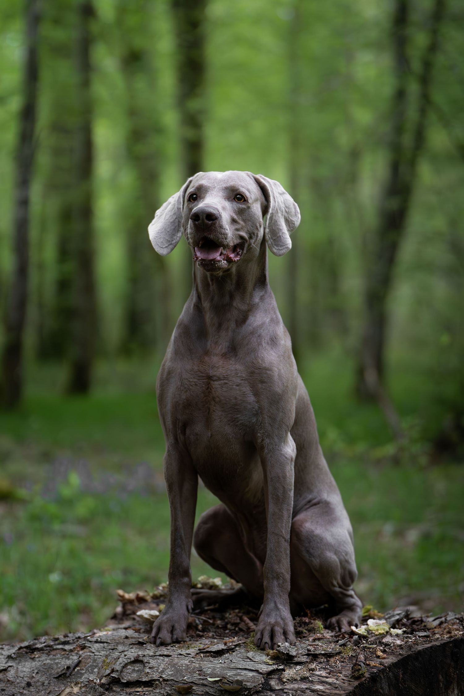 Braque de Weimar – Séance photo -  photographie animalière par Léa Biet Photographie, Oise, Compiègne