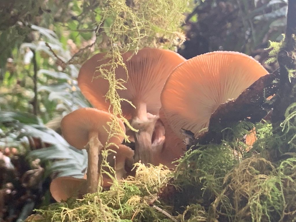 A cluster of orange oyster mushrooms growing on a mossy log in dappled sunlight.