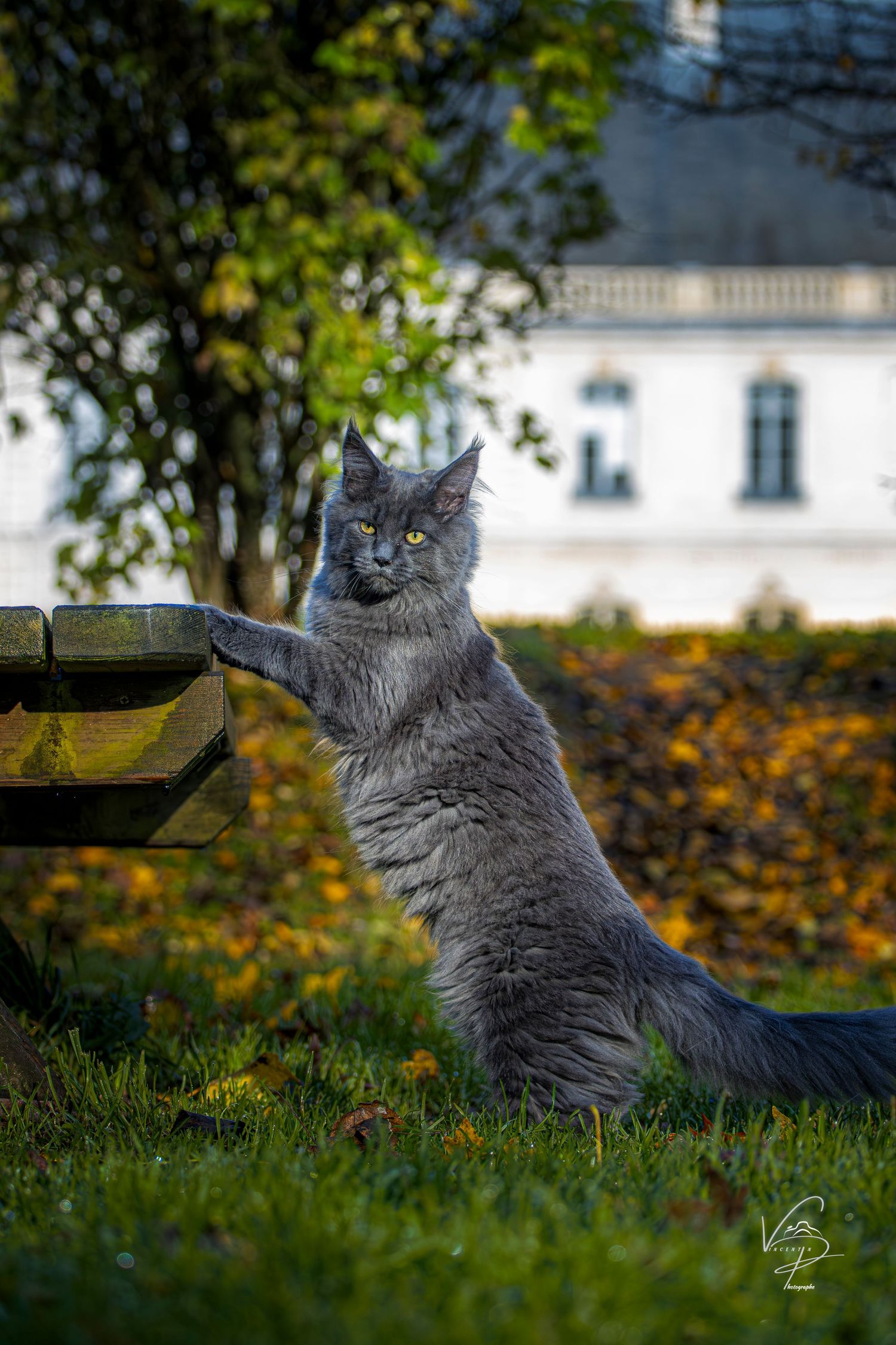 Grey cat stretching and playing near a white building surrounded by autumn foliage.