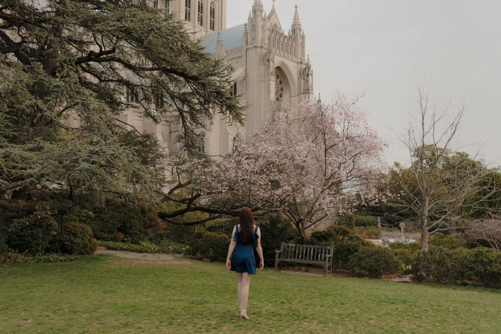 A scenic view of the National Cathedral with cherry blossom trees and a wooden bench in the foreground.