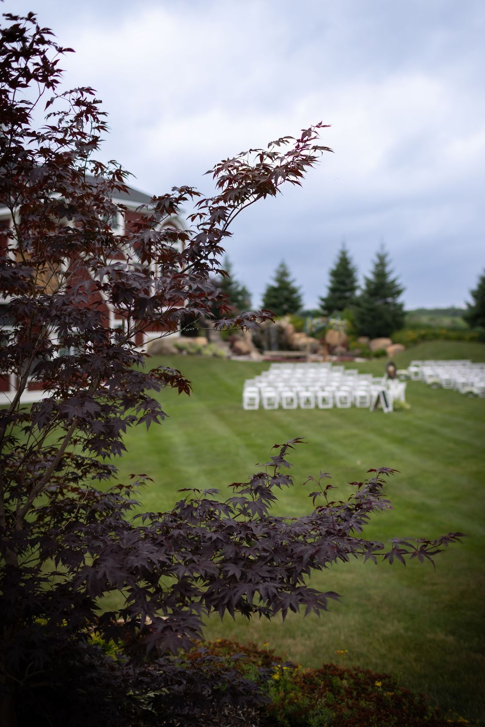 Purple maple trees frame a distant outdoor wedding ceremony setup on a grassy lawn.
