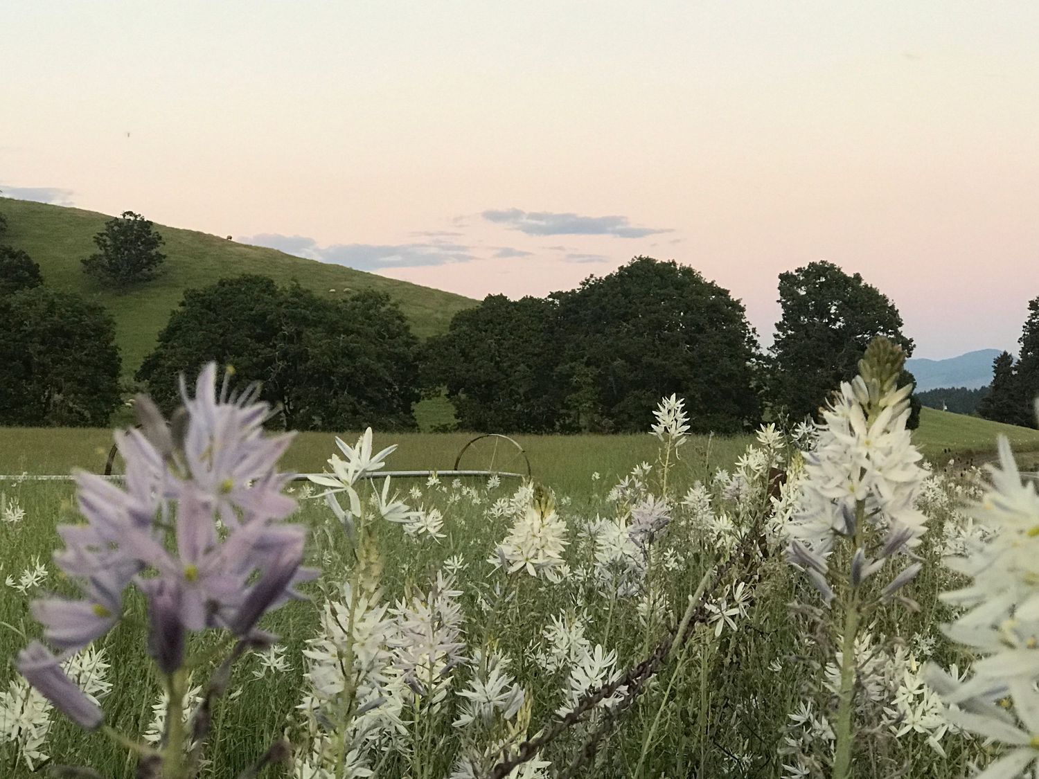 Delicate purple and white wildflowers bloom against a misty mountain landscape at sunset.