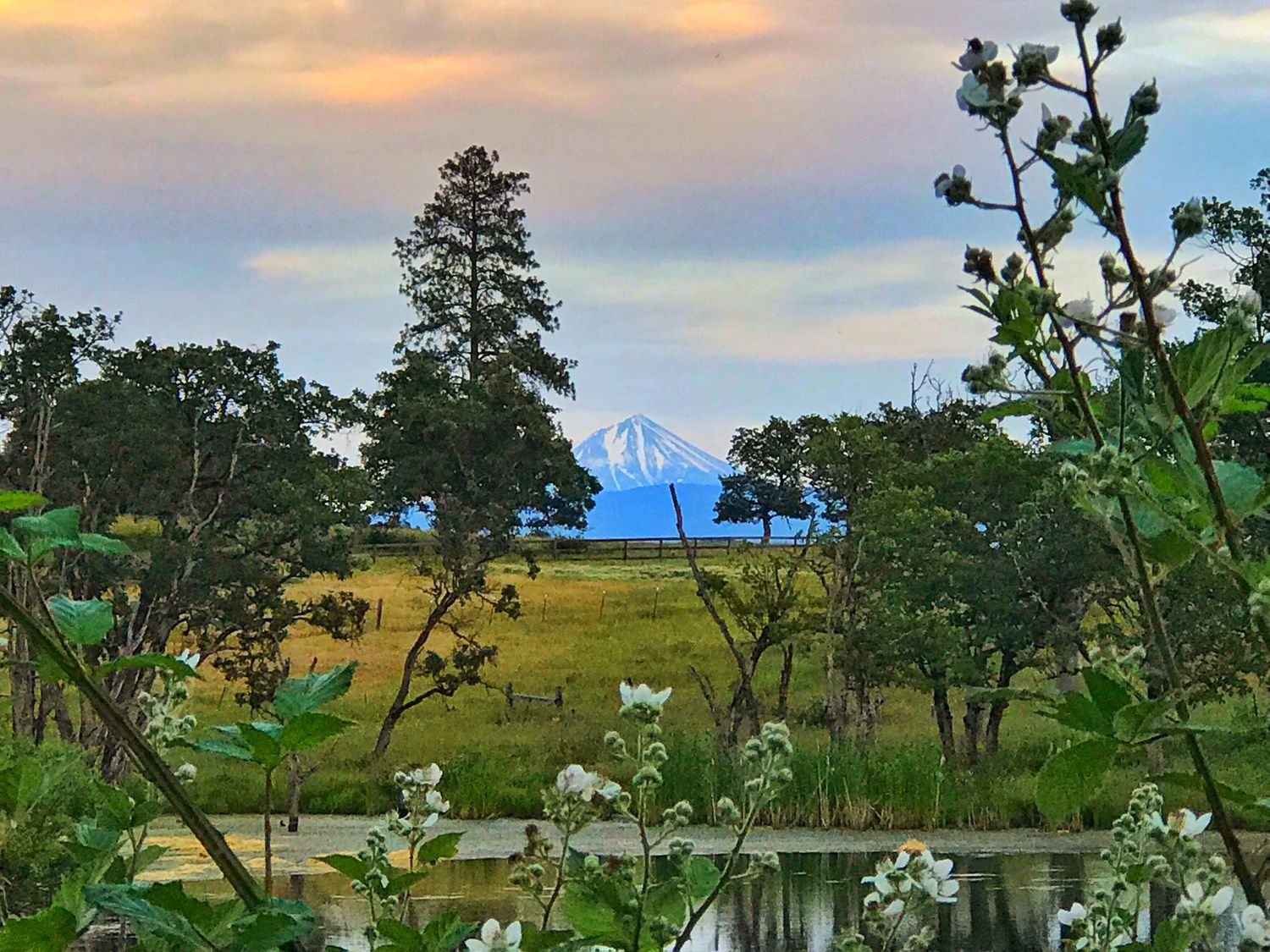 Rolling green hills dotted with trees stretch beneath a pastel sunset sky with wispy clouds.