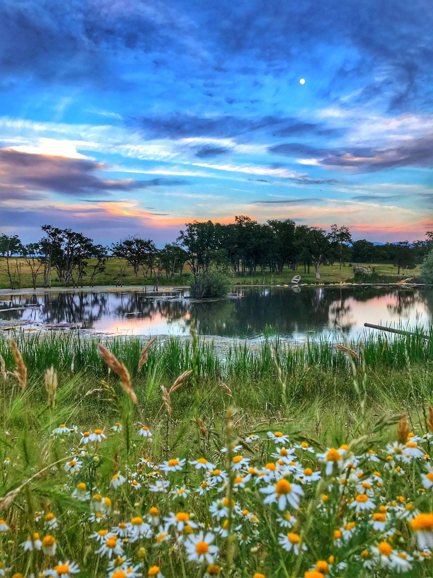 Scenic lake landscape with blooming daisies in the foreground and dramatic blue sky reflected in calm waters at sunset.