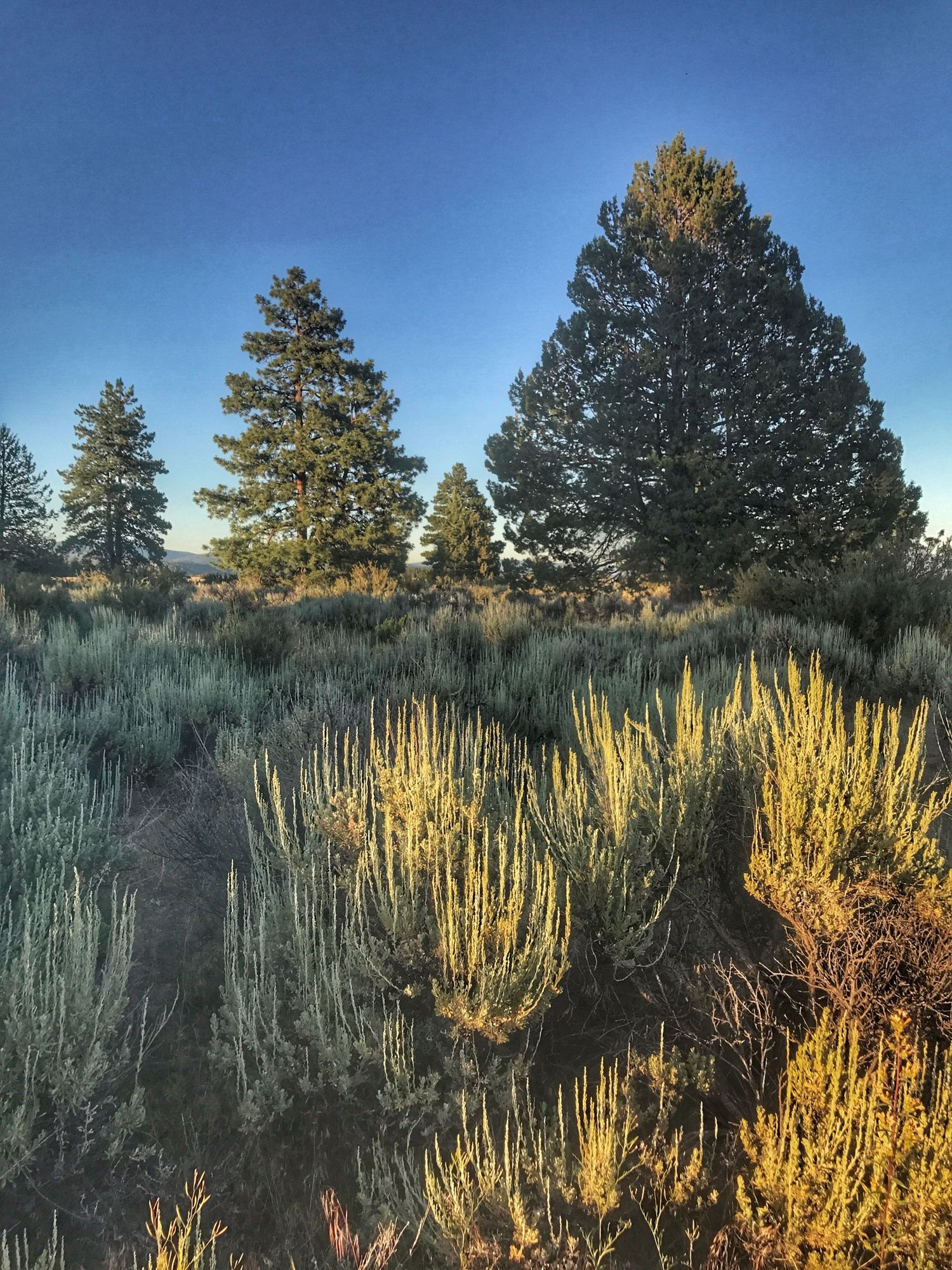 Golden sagebrush and tall pine trees dot a high desert landscape under clear blue skies at sunset.