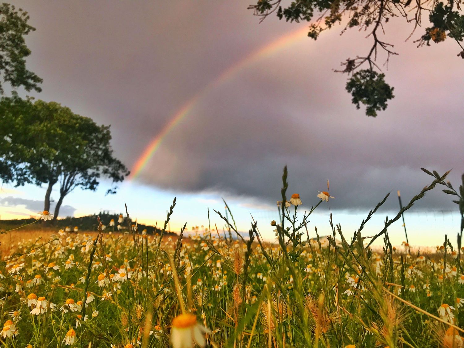 Panoramic view of a golden field with a vibrant rainbow arching across a dramatic stormy sky at sunset.