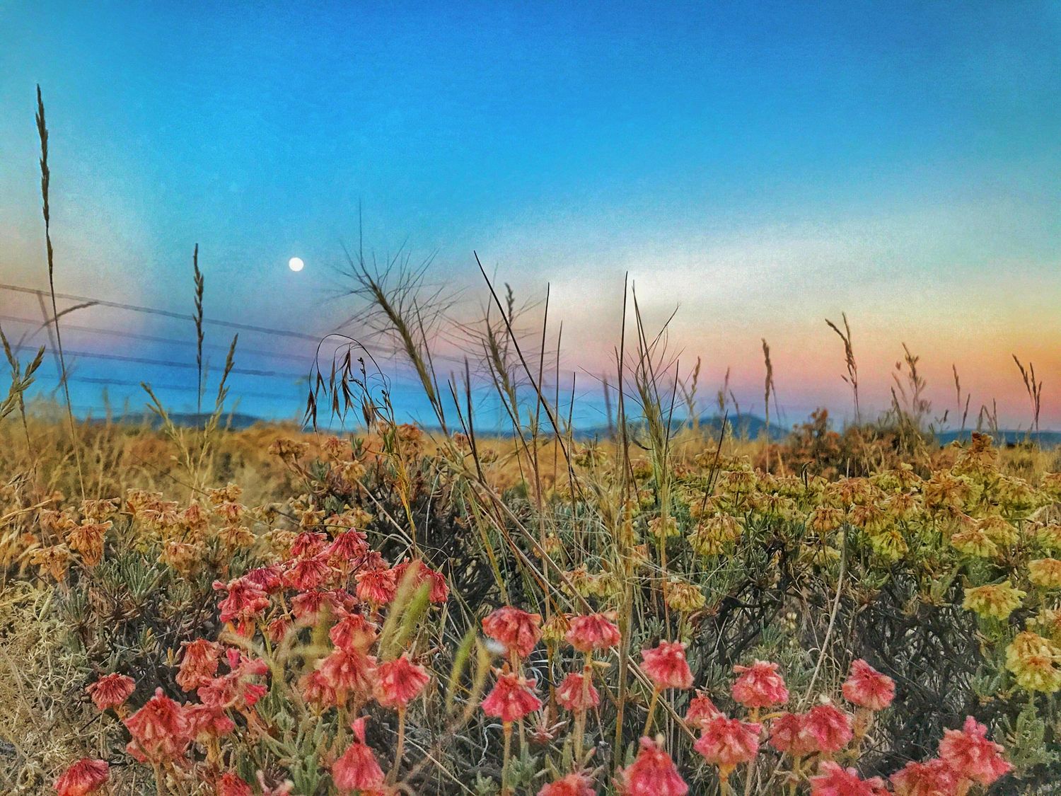Wildflowers bloom in a meadow against a blue sky during golden hour with tall grass swaying in the breeze.