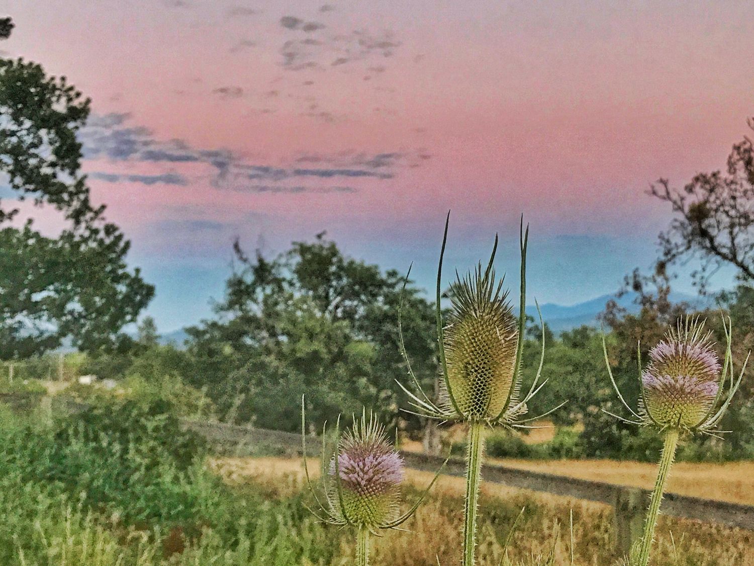 Pink and purple sunset sky over a tranquil wetland with silhouetted trees and native grasses in the foreground.