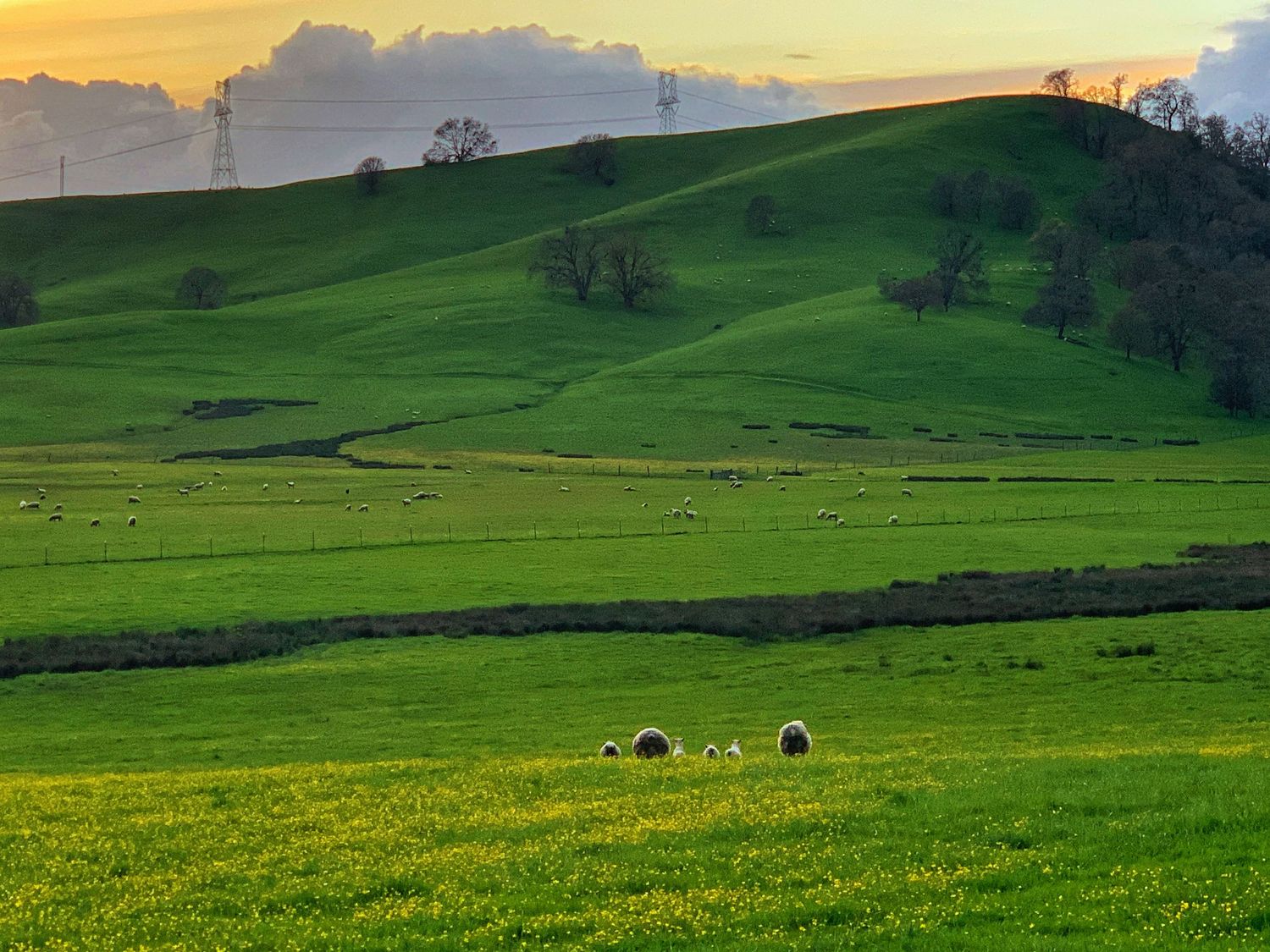 Rolling green hills dotted with grazing sheep under a golden sunset sky with scattered clouds.