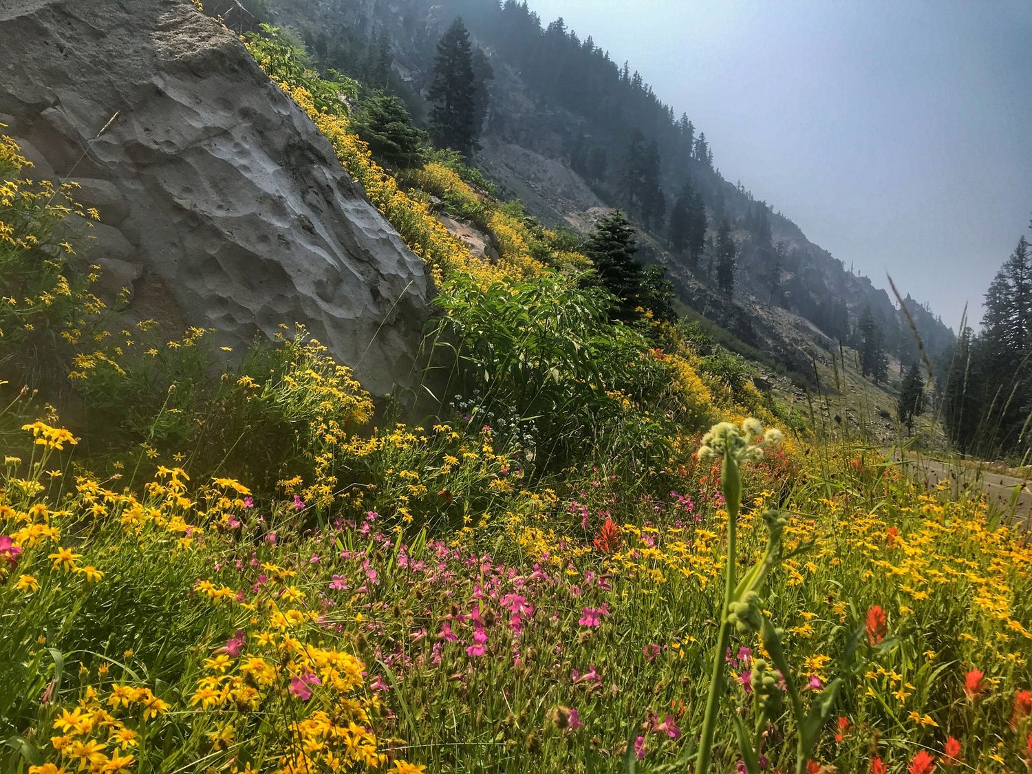 Colorful wildflowers bloom along a misty mountain trail with dramatic rocky cliffs in the background.