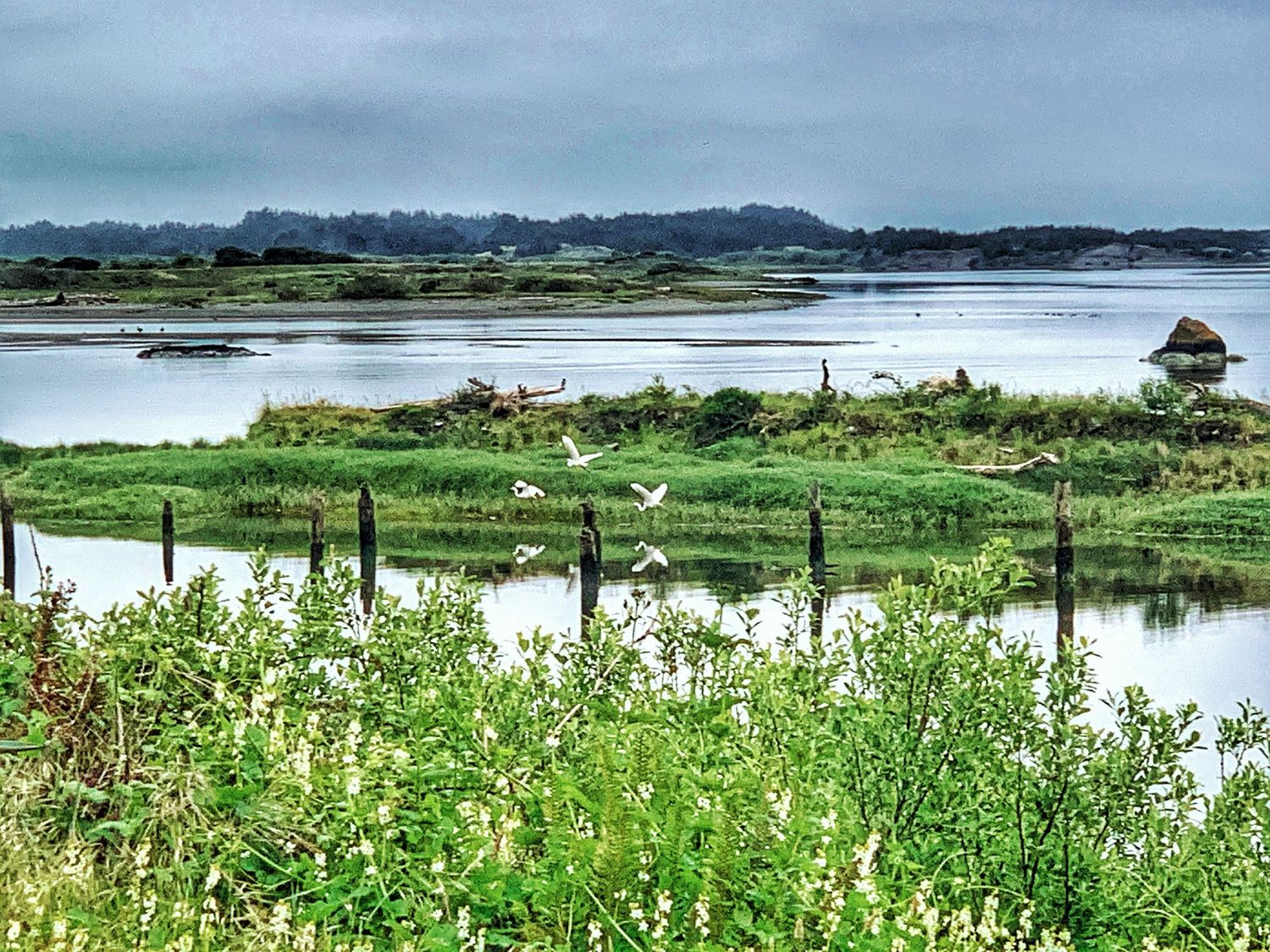 Scenic wetland landscape with lush green vegetation and calm waters under an overcast sky at a coastal marsh.