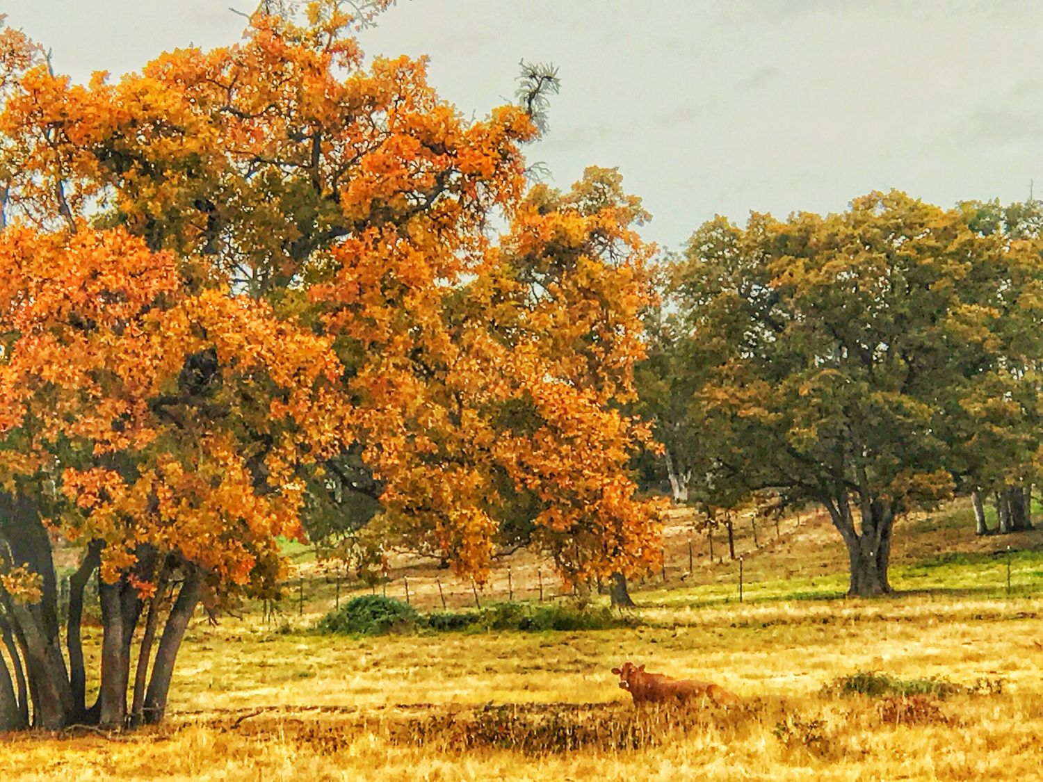 Golden autumn trees line a grassy hillside landscape under warm sunlight.