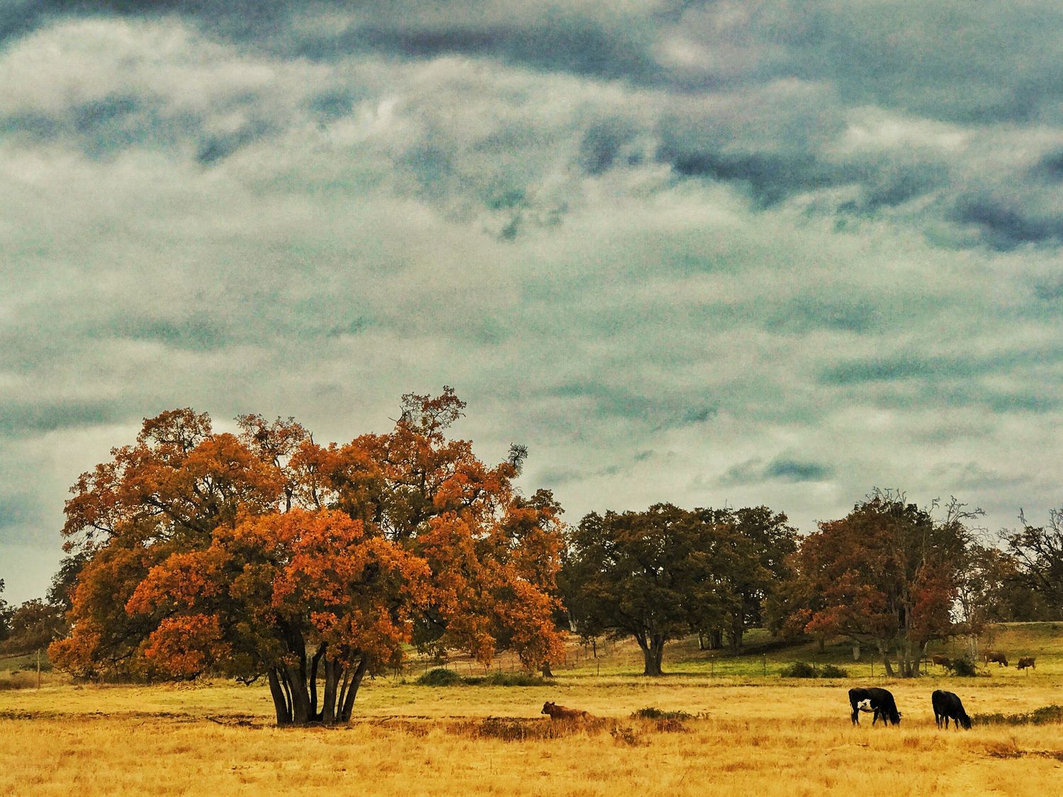 Cattle graze beneath a vibrant orange autumn tree in a golden field under moody skies.