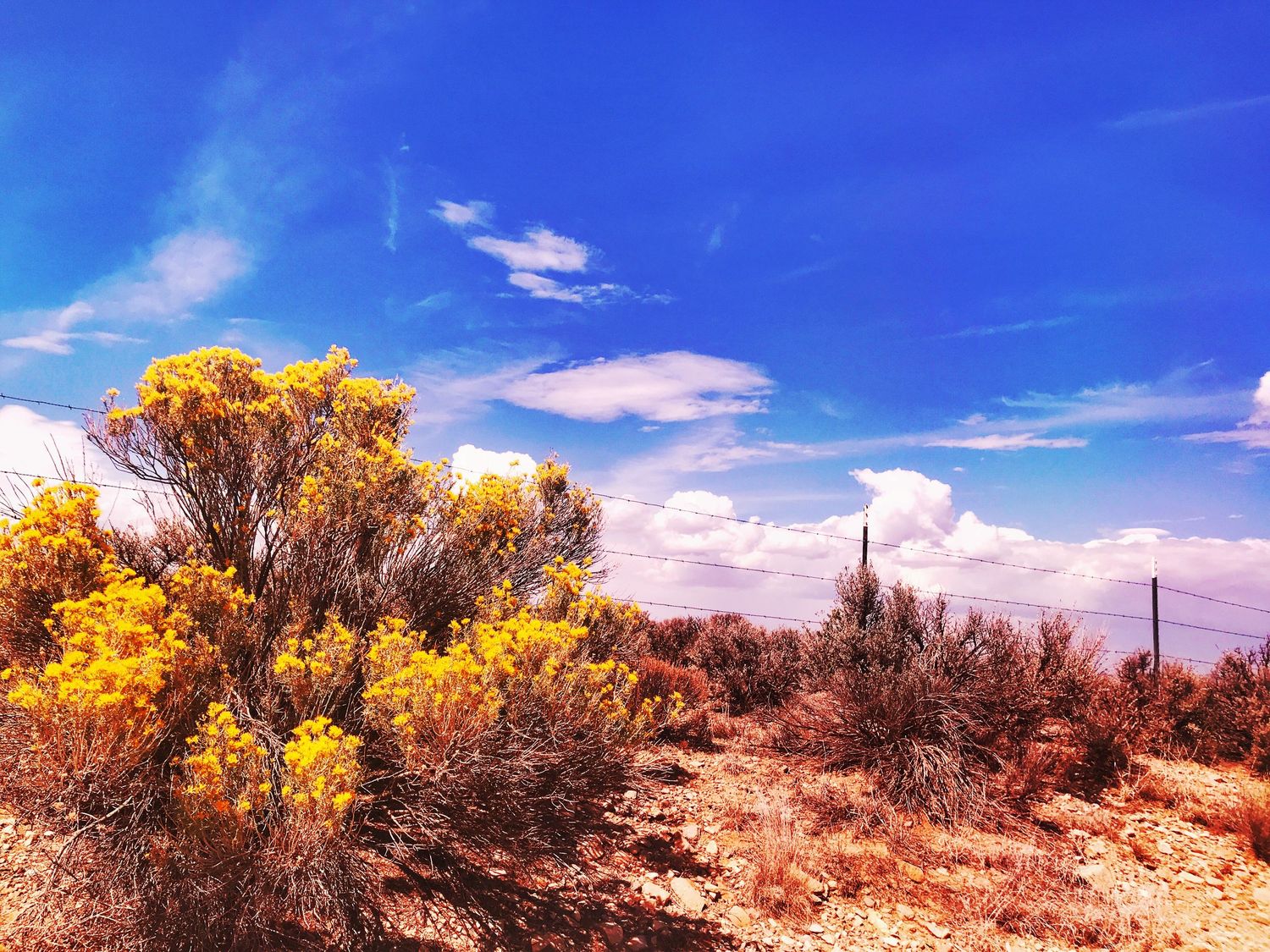 Desert landscape with golden brush and sage against bright blue sky and scattered clouds.
