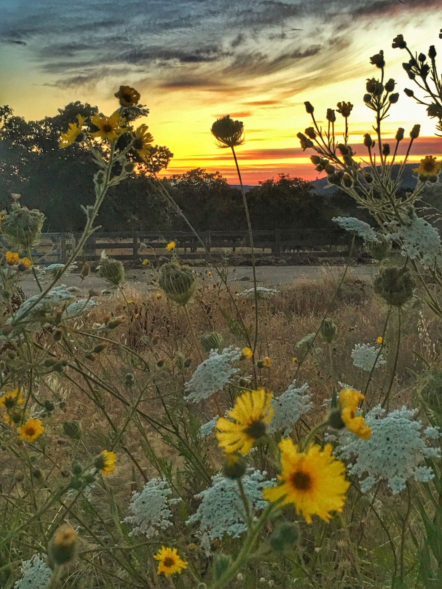 Wild sunflowers and desert plants silhouetted against a dramatic orange and purple sunset sky.