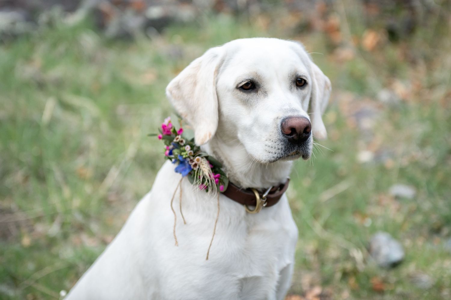 A white Labrador dog sits quietly wearing a collar decorated with pink and blue flowers