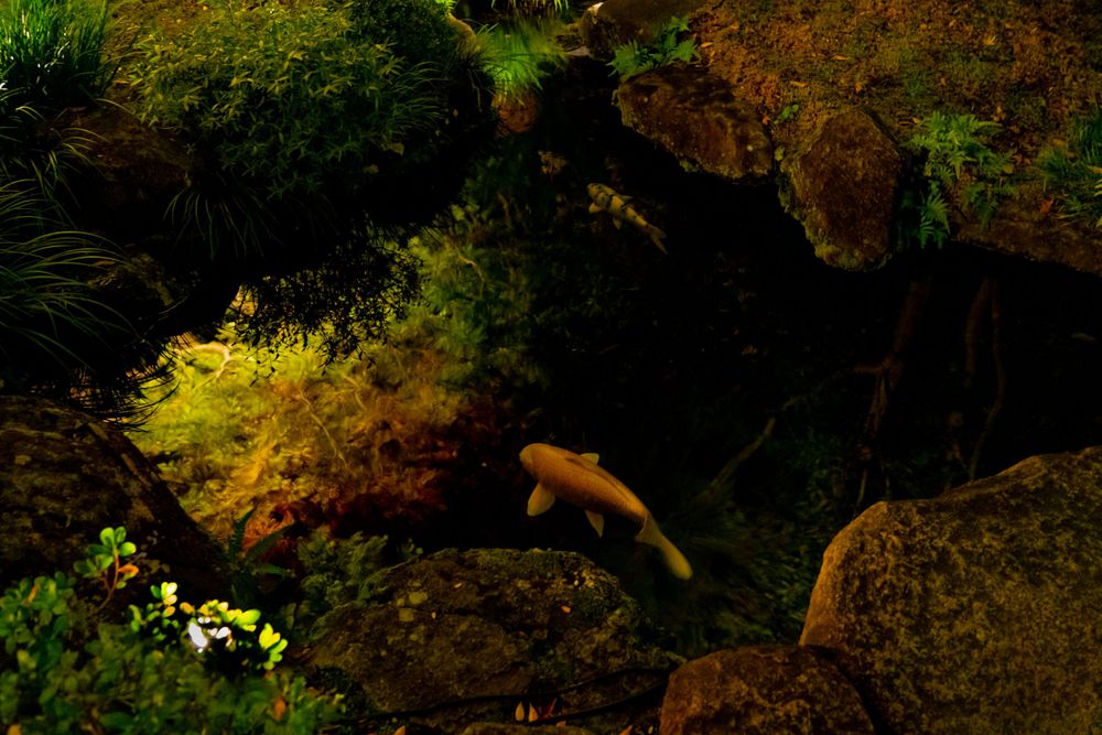 Fish swimming in a dark pond illuminated by dramatic lighting among mossy rocks.