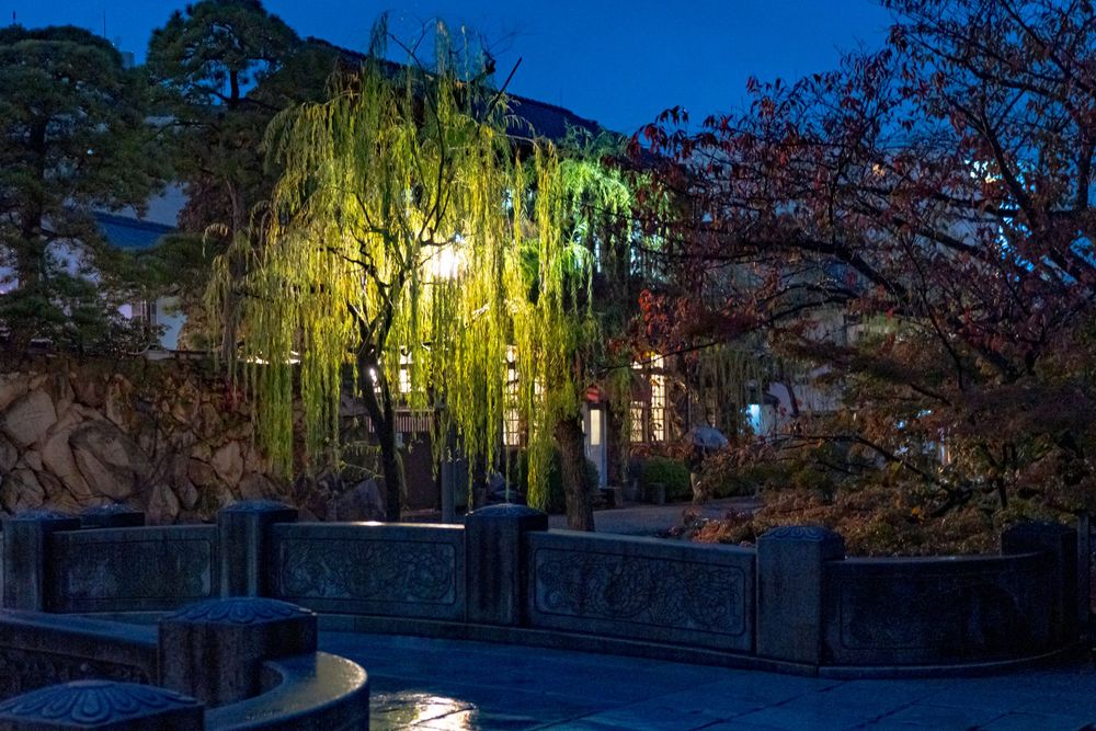 Illuminated weeping willow tree glows against dark blue sky in a Japanese garden at night.