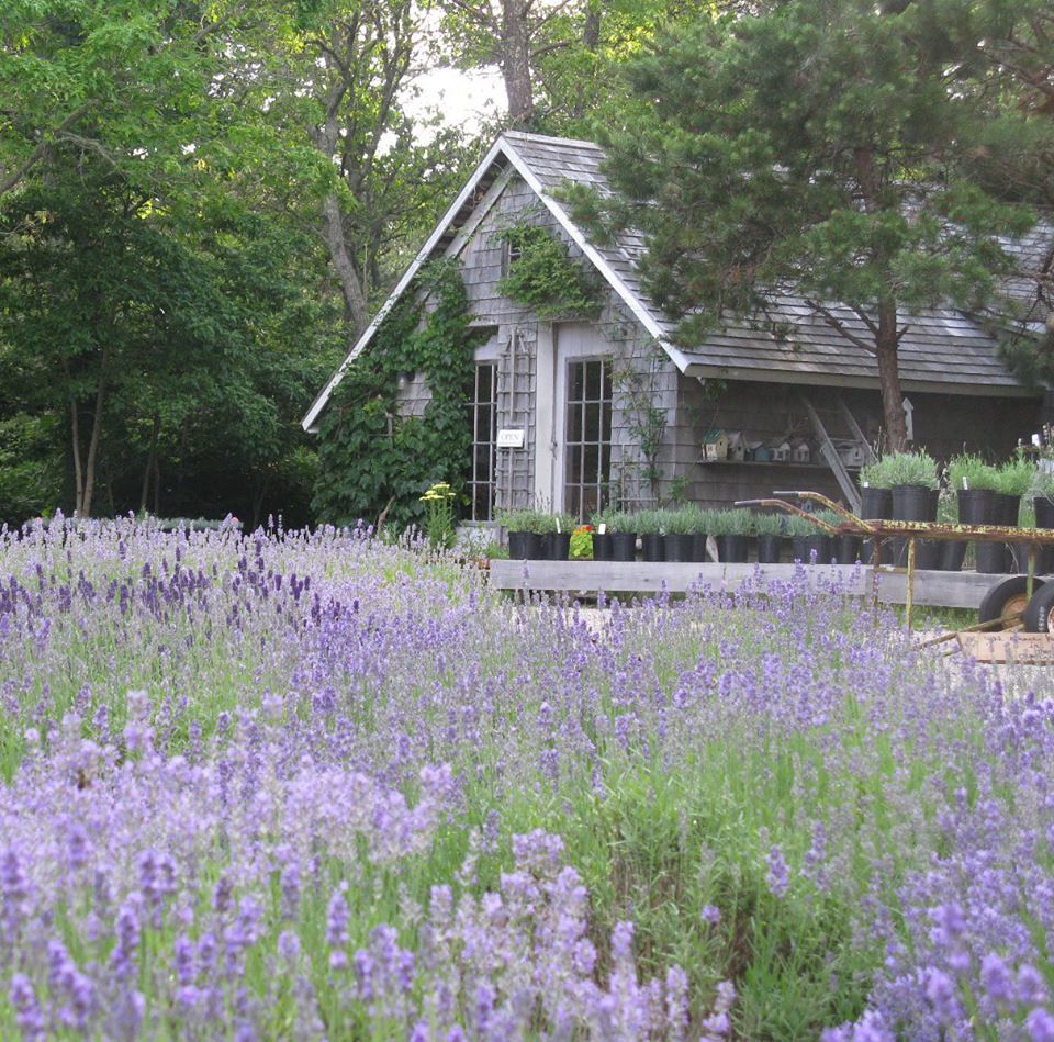 A charming garden shed with a peaked roof sits amid blooming purple lavender flowers in a lush summer garden setting.