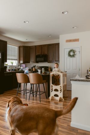 Modern kitchen interior with dark wood cabinets, brown leather bar stools, and a dog walking in the foreground.