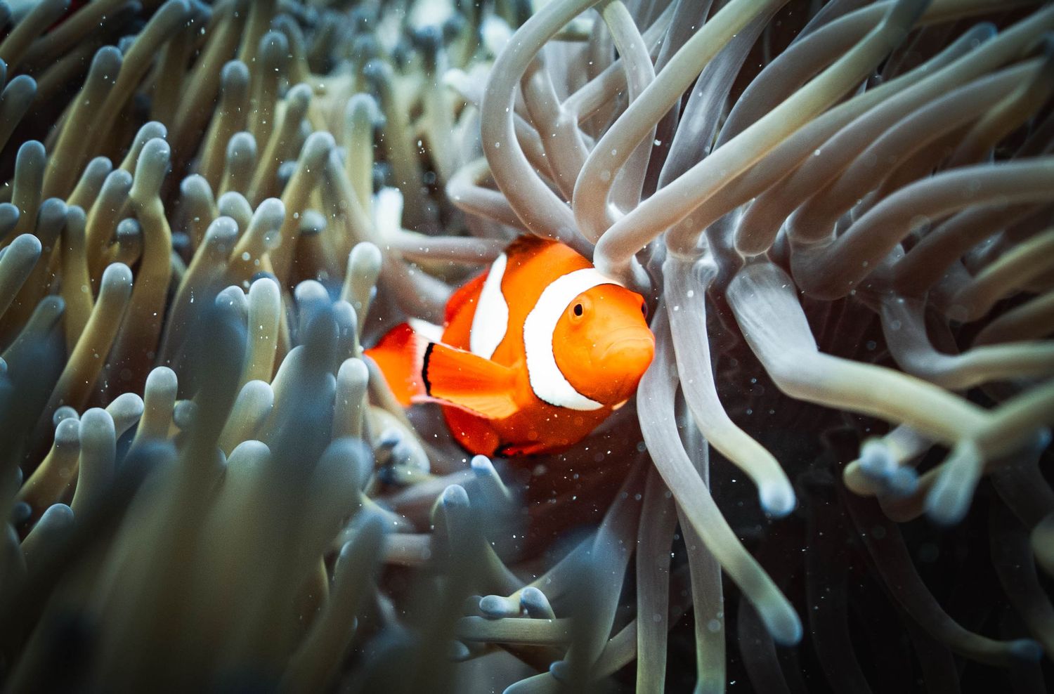 A bright orange clownfish nestles in white sea anemone tentacles underwater.