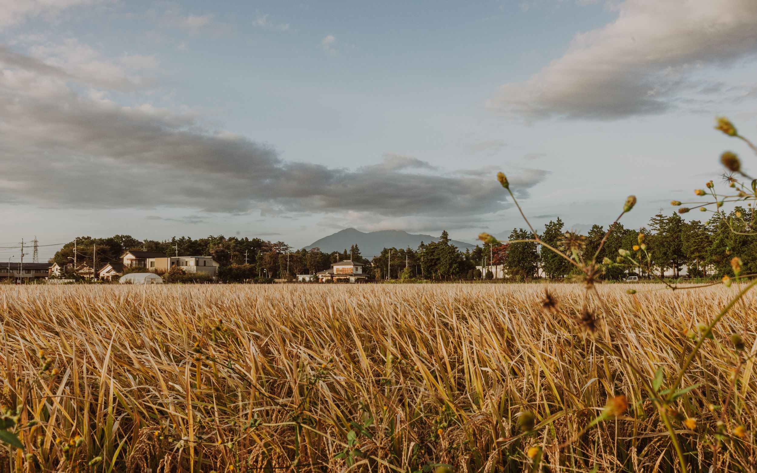 Golden wheat field stretches towards rural houses under cloudy sky at dusk.