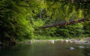 Lush green forest surrounds a tranquil river stream in a mystical woodland setting.