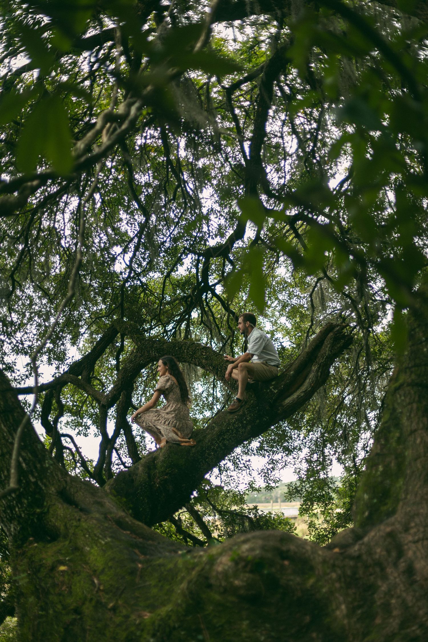 A view through tree branches showing people climbing in a large oak tree.