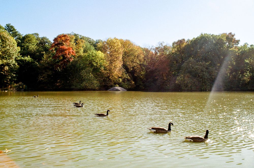 Four geese swimming in a tranquil lake surrounded by trees with fall colors.